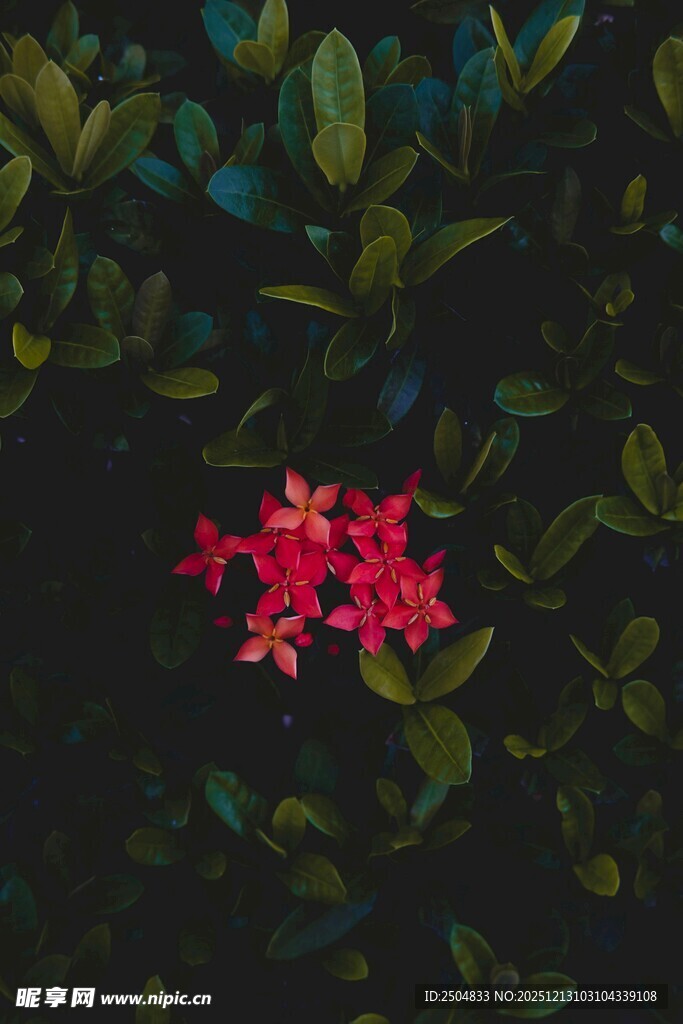 绿叶丛中娇艳红花朵