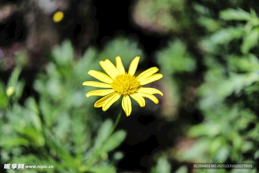 黄色小花绽放于绿叶间