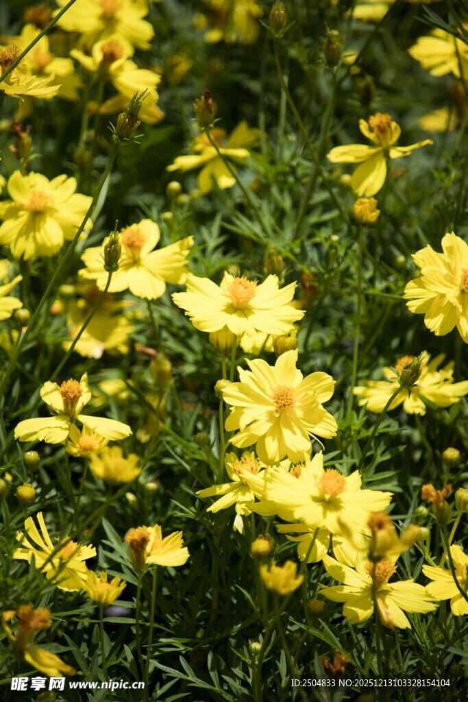 金黄灿烂的美丽小黄花