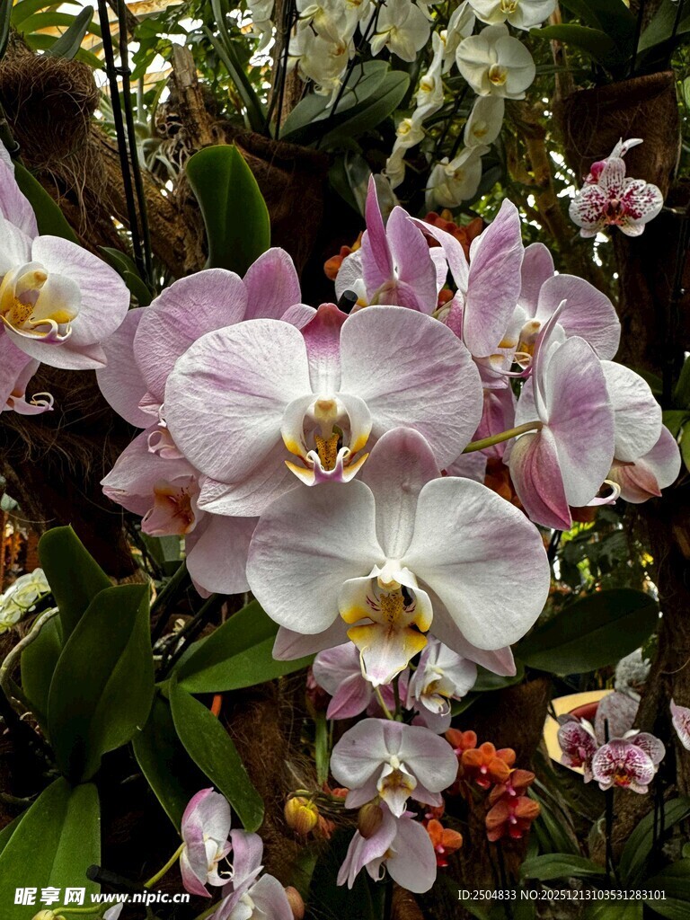 优雅粉色蝴蝶兰绽放