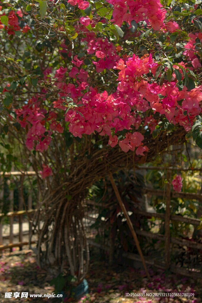 艳丽三角梅绽放于庭院