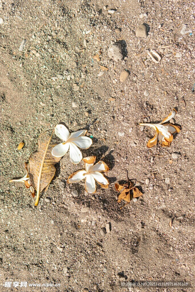 地上散落的枯叶与白花