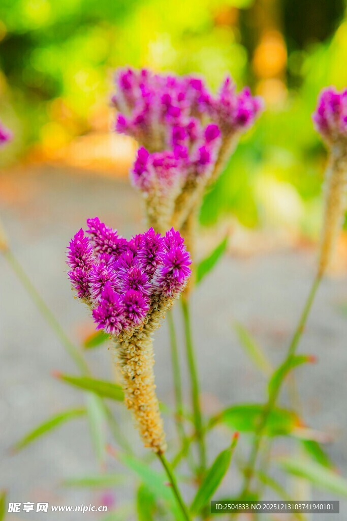 紫色穗状花朵绽放