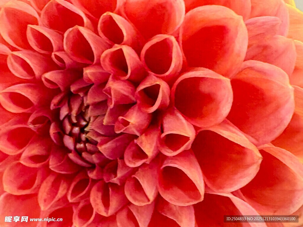 艳丽大丽花特写