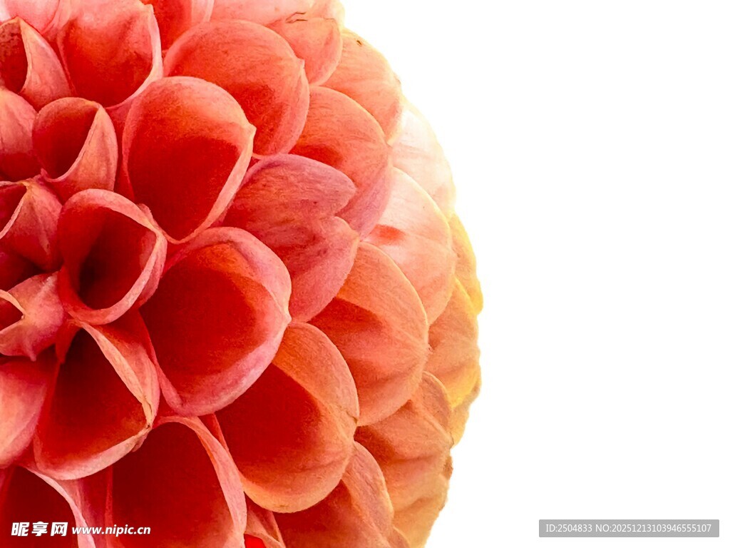 橙红色大丽花特写