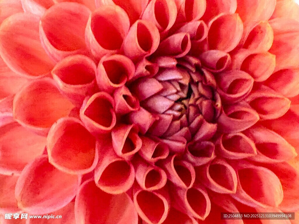 艳丽大丽花特写