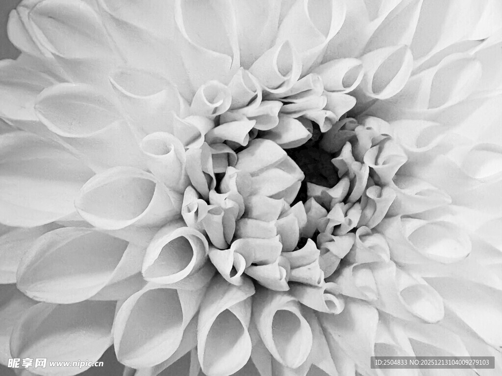 黑白大丽花特写