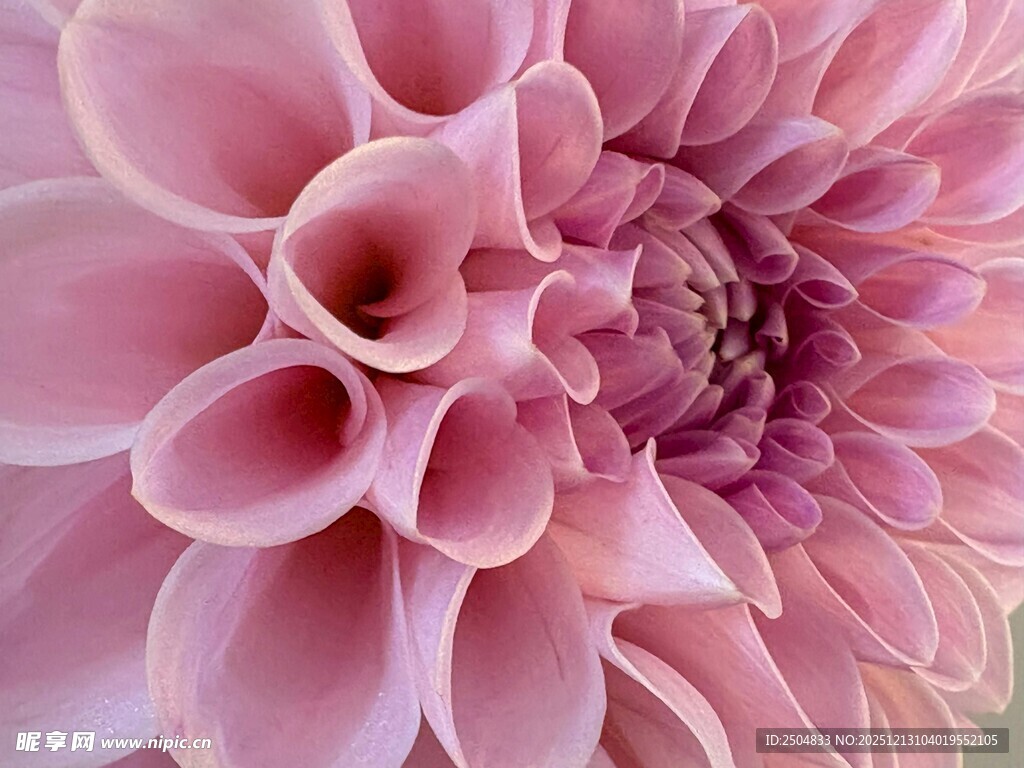 粉色柔美大丽花特写