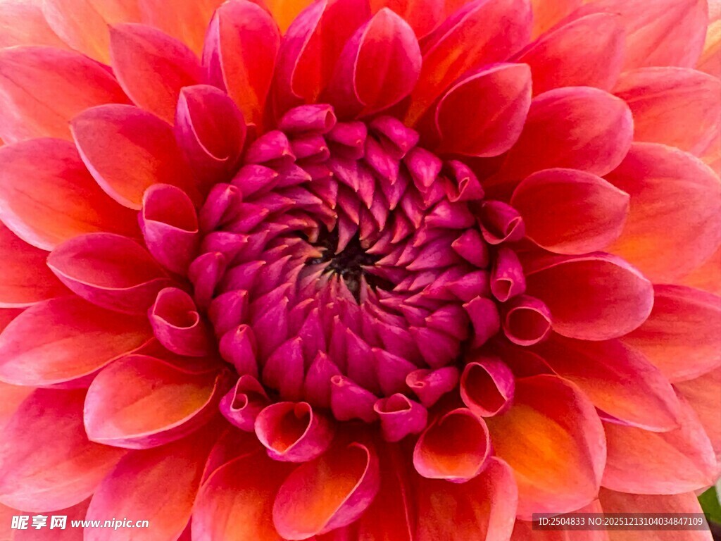 艳丽大丽花特写