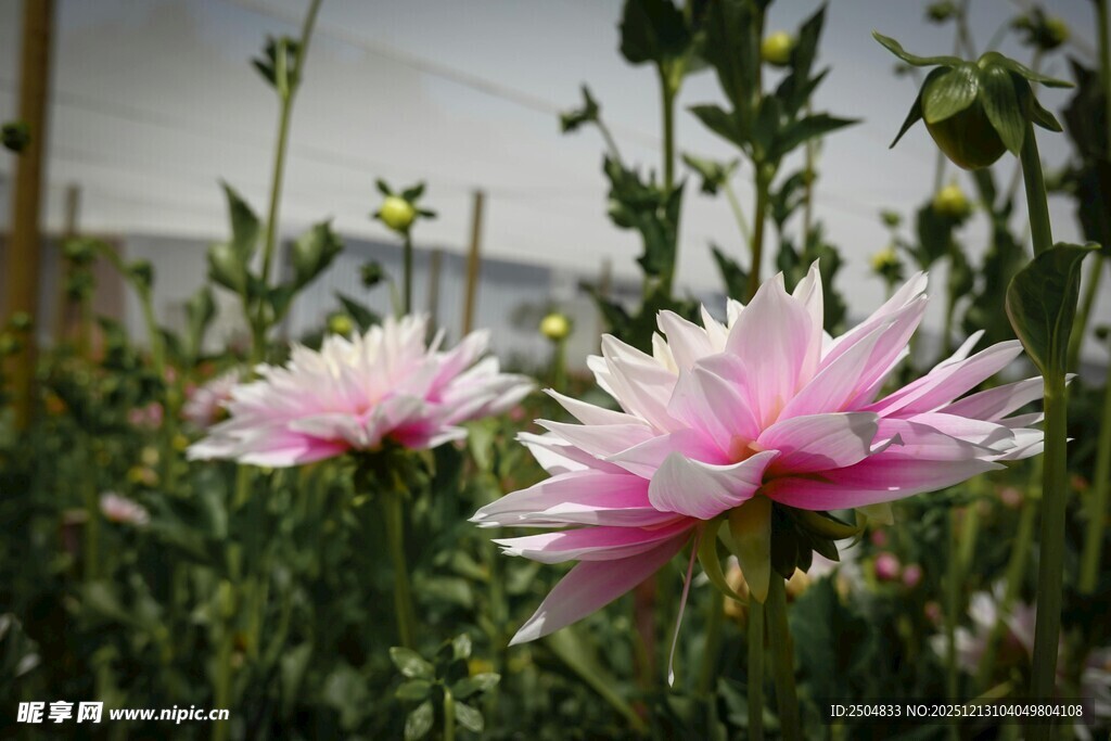 两朵娇艳粉色花朵绽放