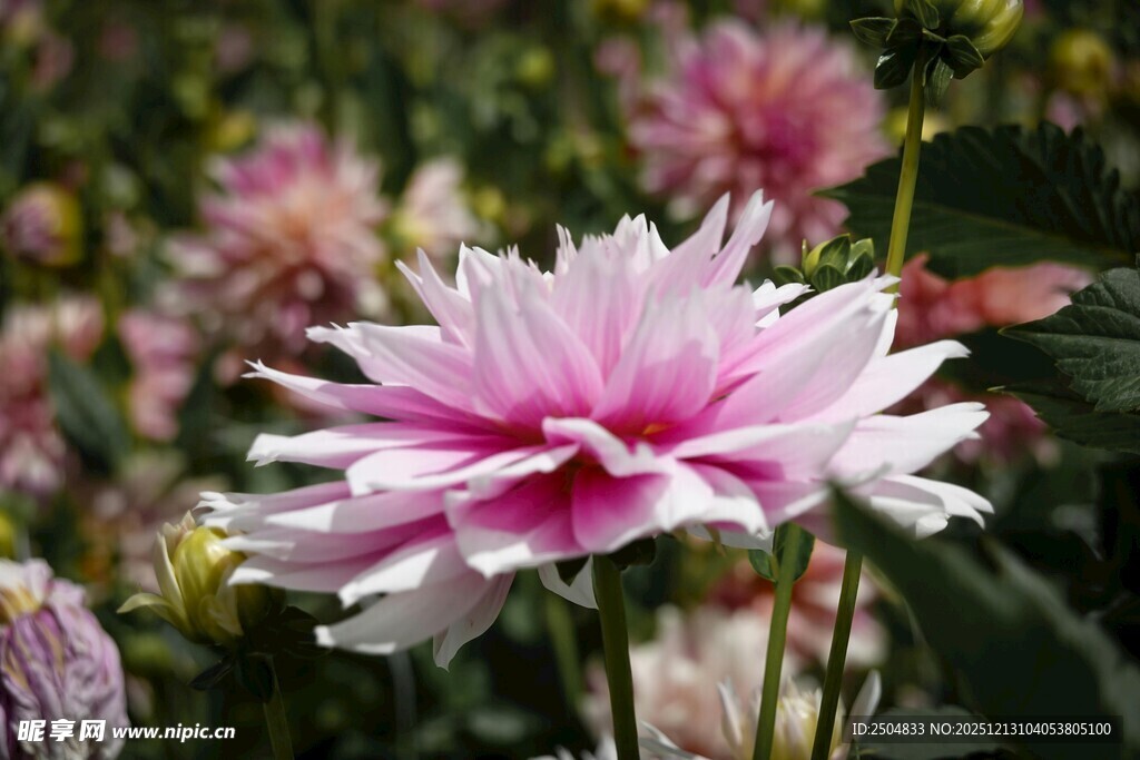 娇艳双色大丽花特写