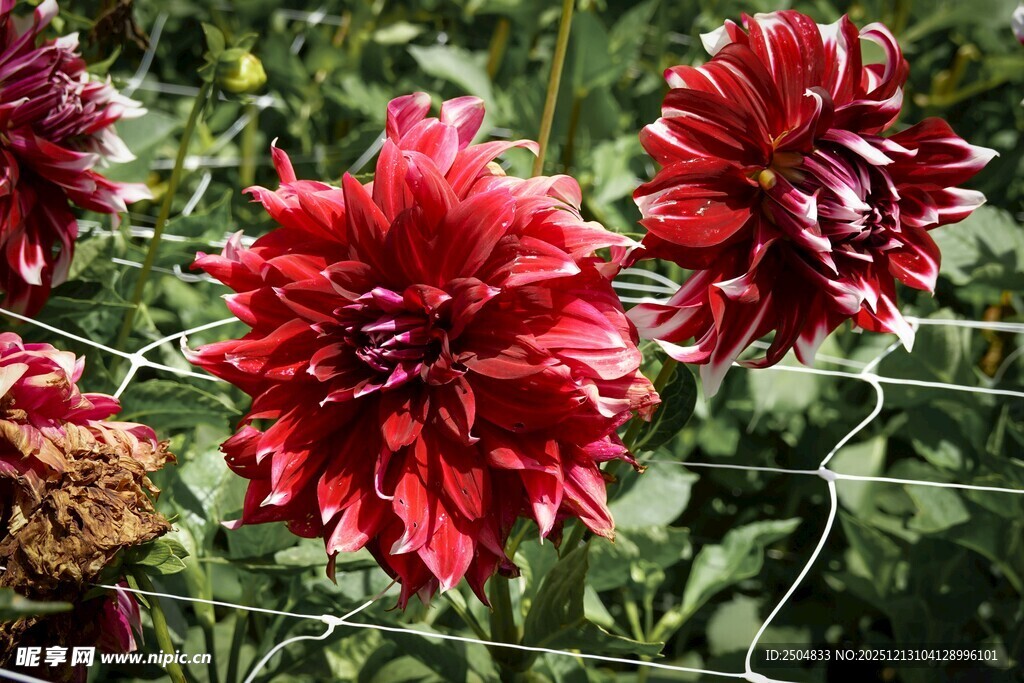 艳丽大丽花绽放