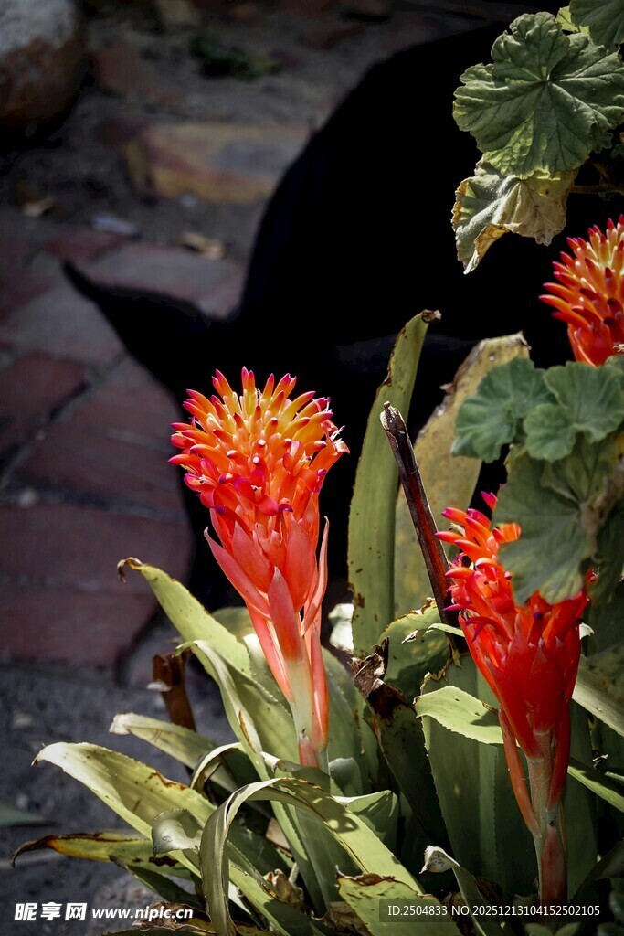 艳丽火炬花绽放于绿叶间