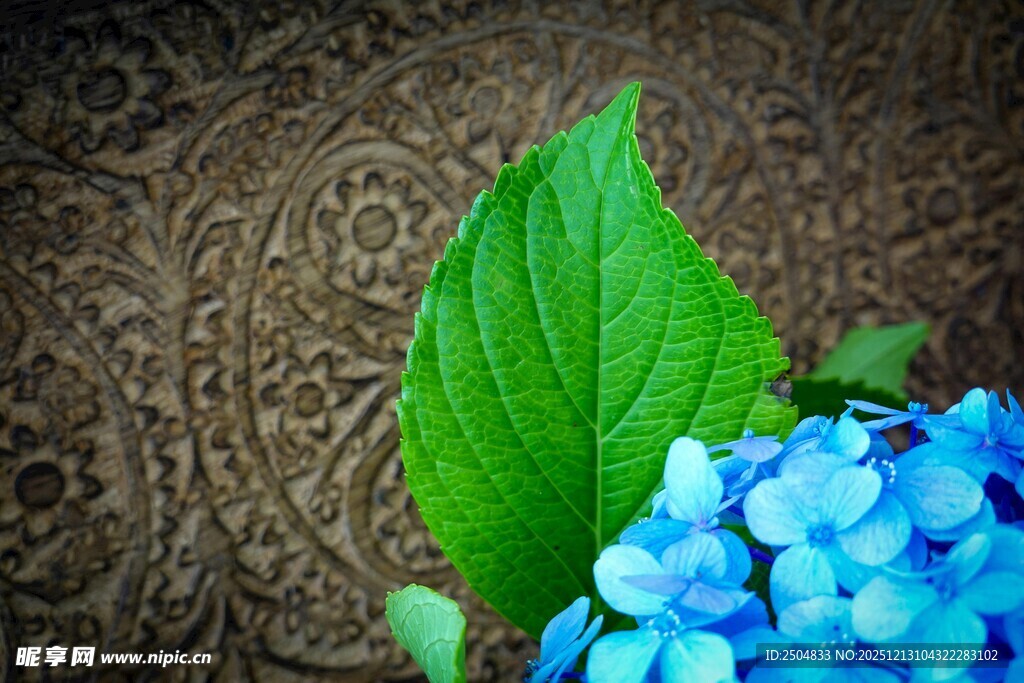 蓝绣球绿叶特写