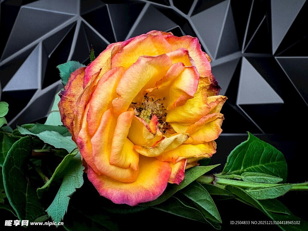 多彩娇艳的单朵玫瑰花