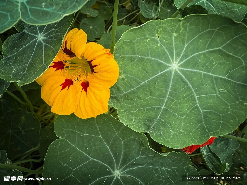 黄色旱金莲特写