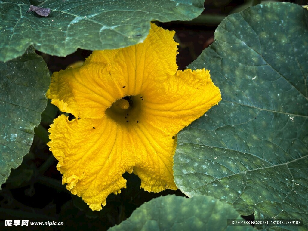 黄色南瓜花特写