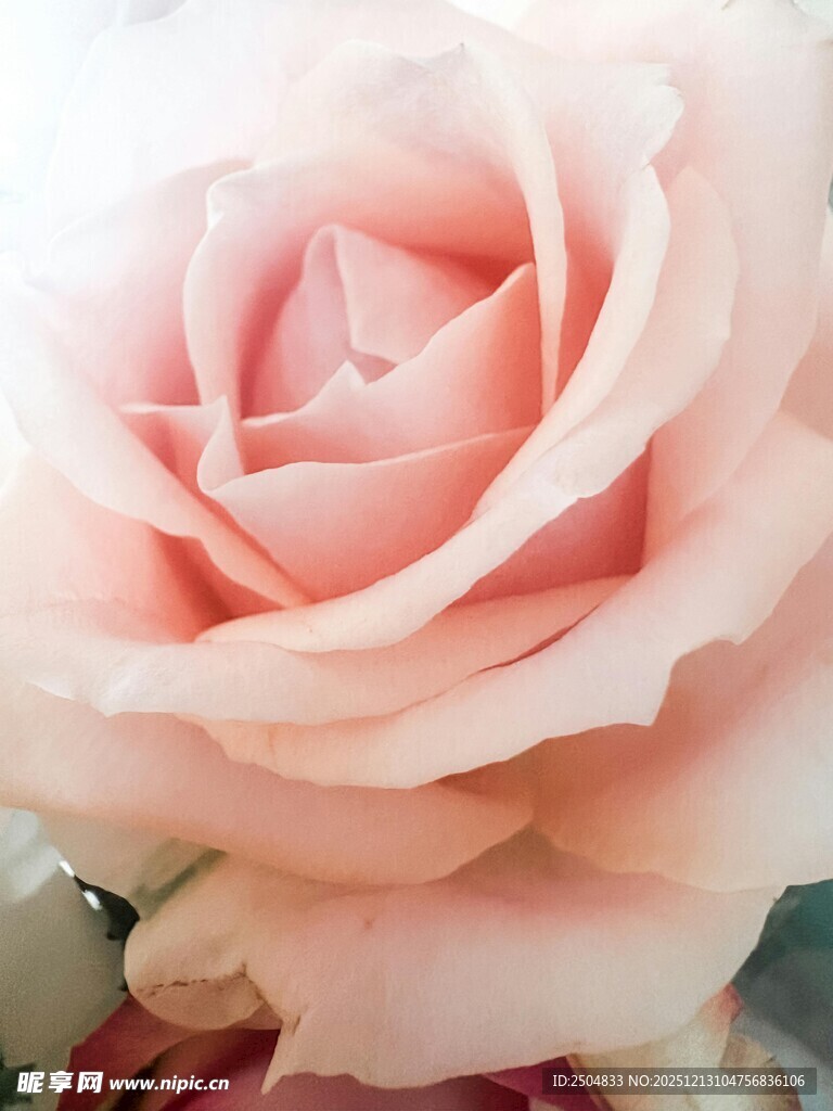 柔美淡粉玫瑰特写