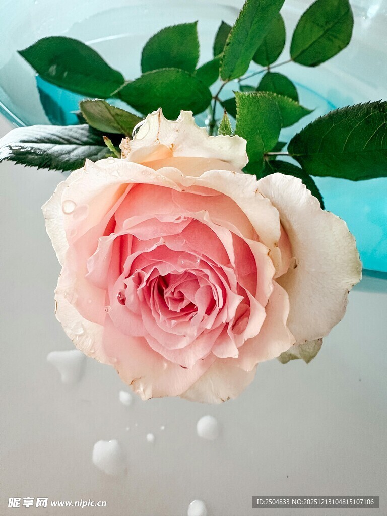 粉色玫瑰绽放于水珠间