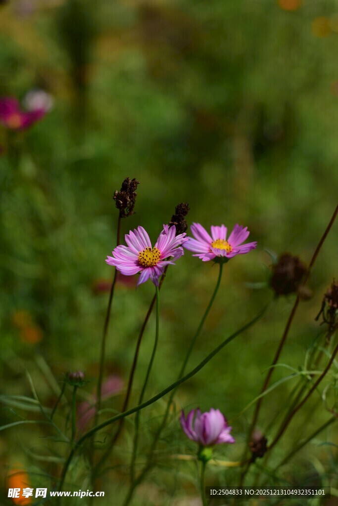 田野中的美丽紫色小花