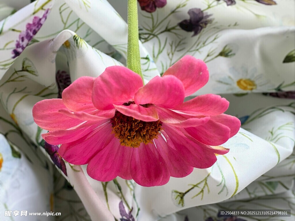 娇艳粉色花朵特写