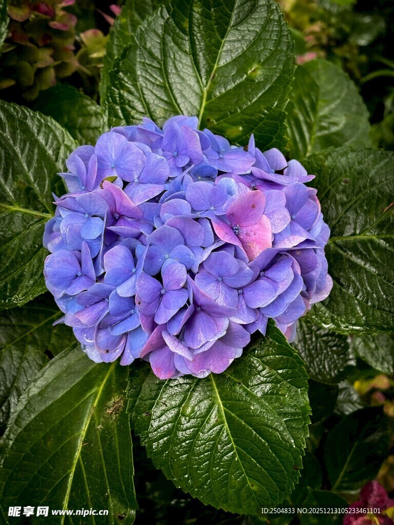 蓝紫色绣球花特写