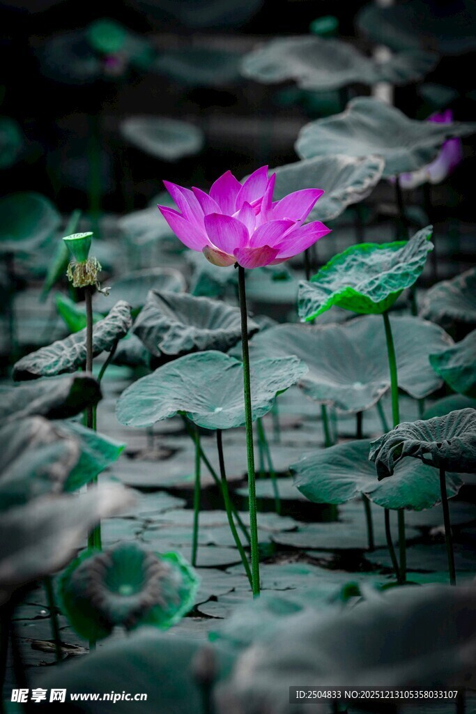 水中绽放的娇艳粉色荷花