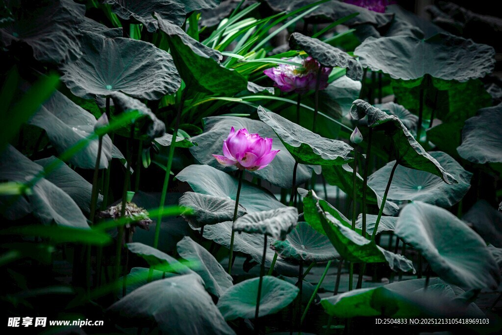 绿叶丛中的娇艳紫花