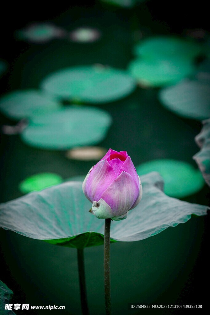 含苞待放的粉色荷花