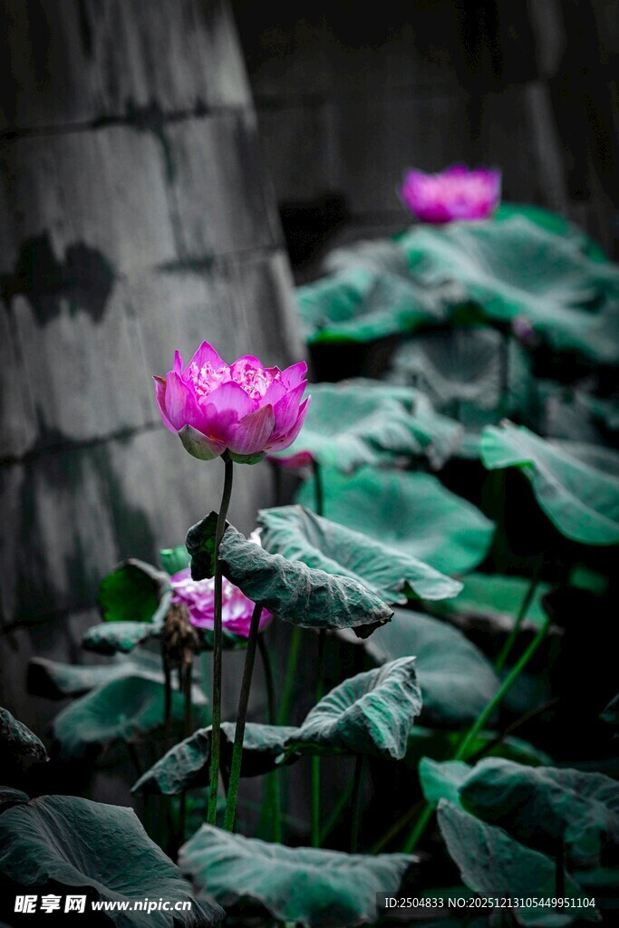 娇艳荷花绽放于绿叶间