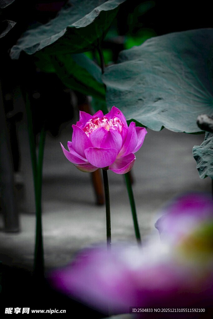 娇艳绽放的粉色荷花