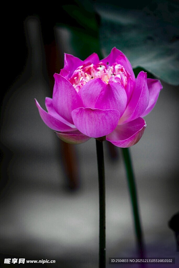 娇艳盛开的粉荷花