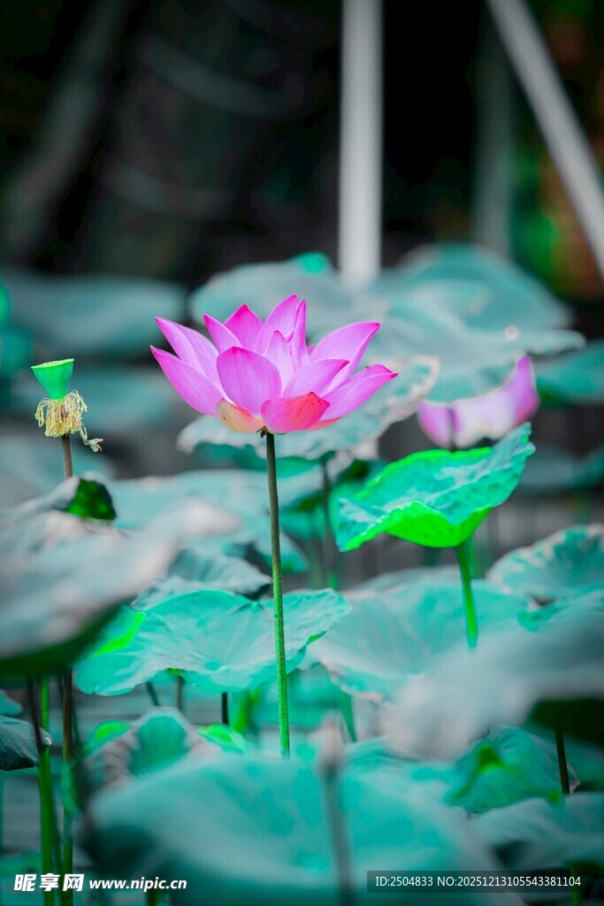 娇艳荷花绽放于绿叶间