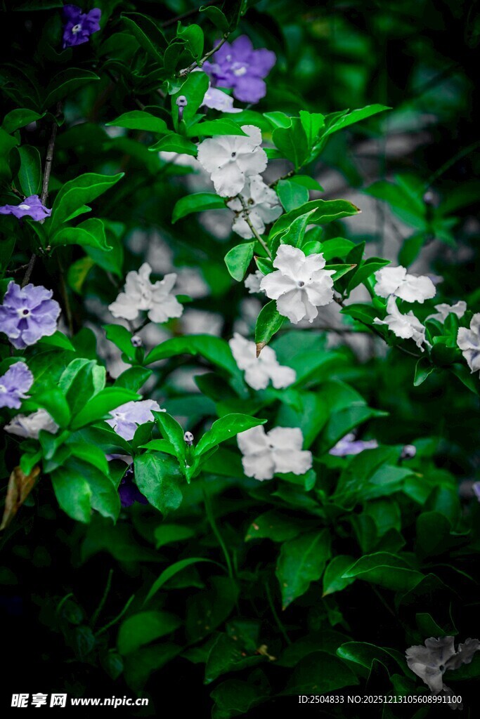 绿叶间绽放的多彩小花