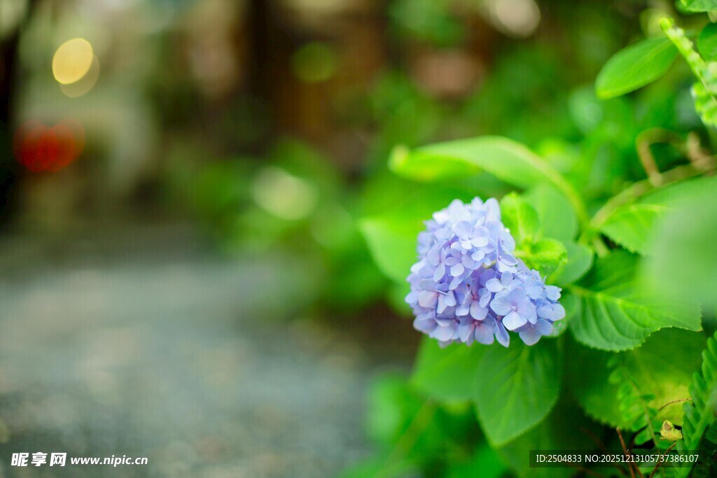 蓝绣球绽于绿意间