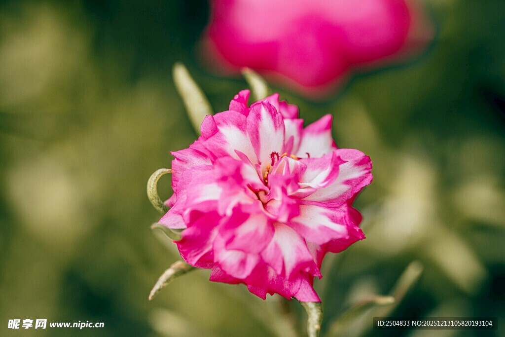 娇艳粉色花朵特写
