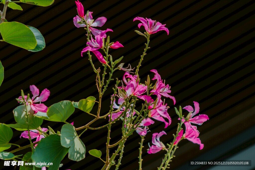 娇艳粉色花卉特写