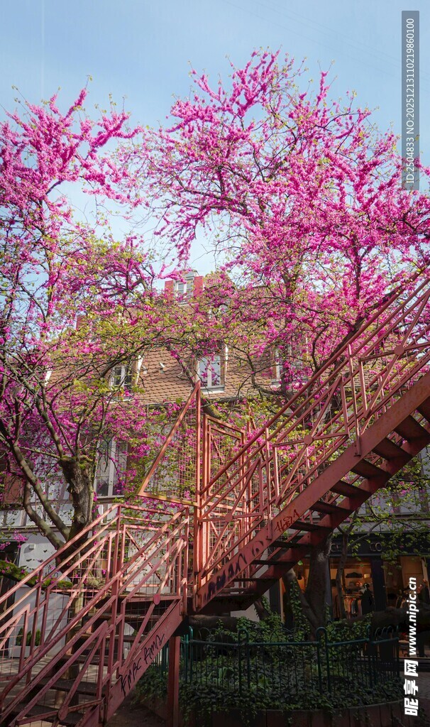 春日繁花中的木质楼梯