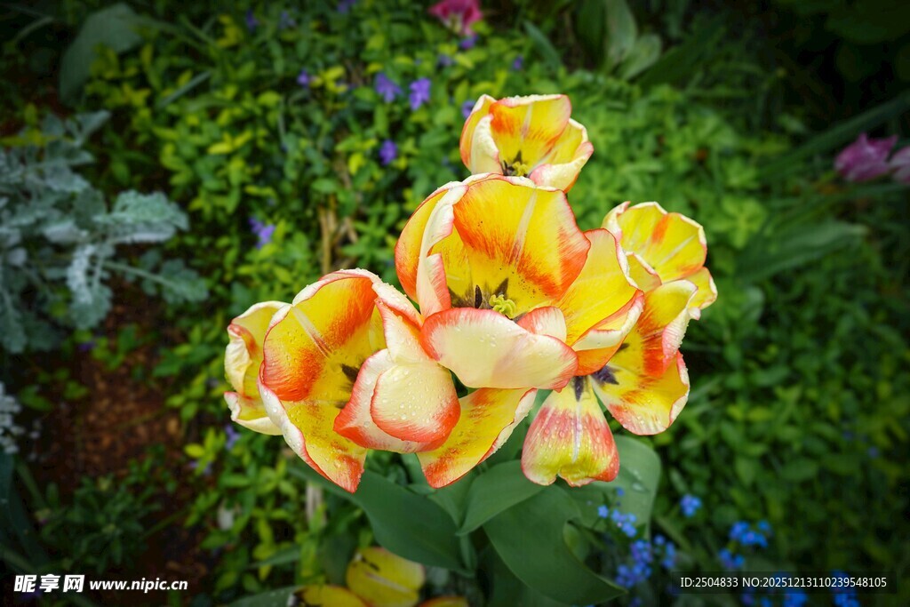 黄橙双色娇艳花朵绽放