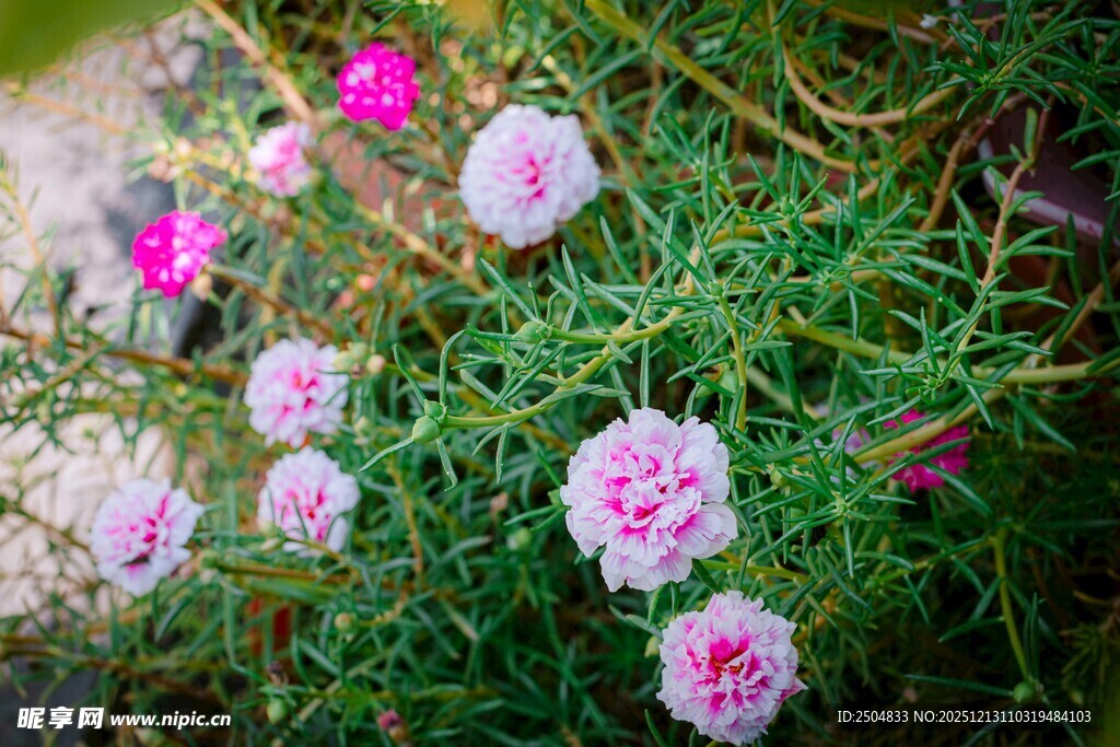 粉色小花绽放于绿草间
