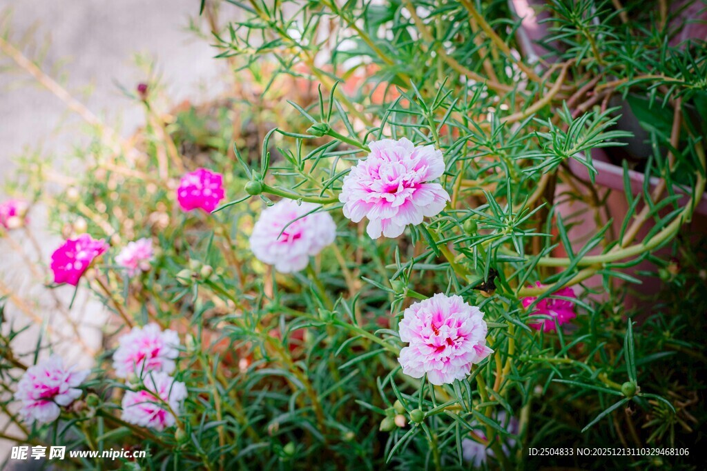 多彩石竹花绽放于草丛