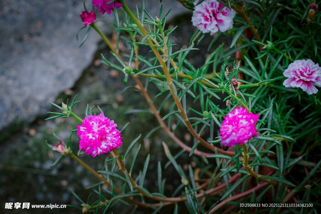 娇艳绽放的粉色花朵
