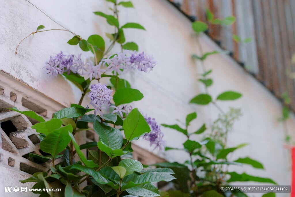 窗前绽放的紫丁香
