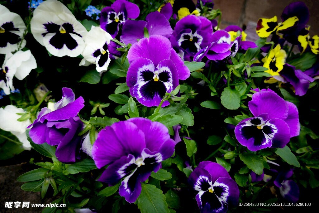 紫色三色堇花卉特写