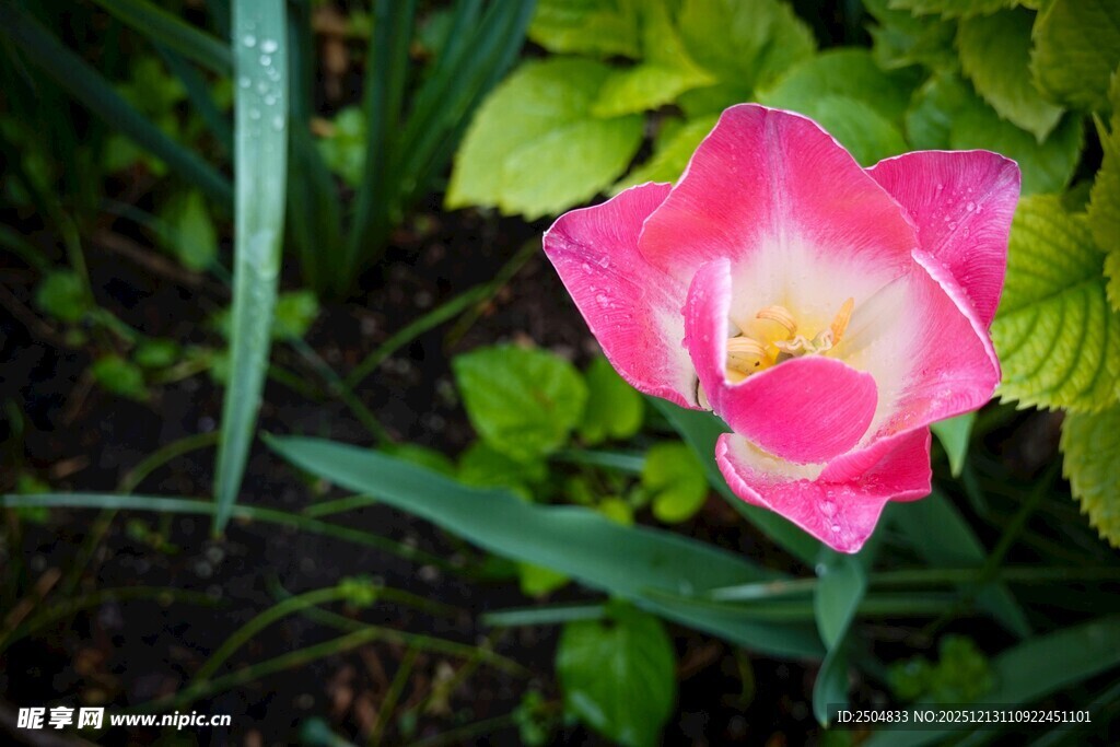 娇艳粉色牵牛花绽放