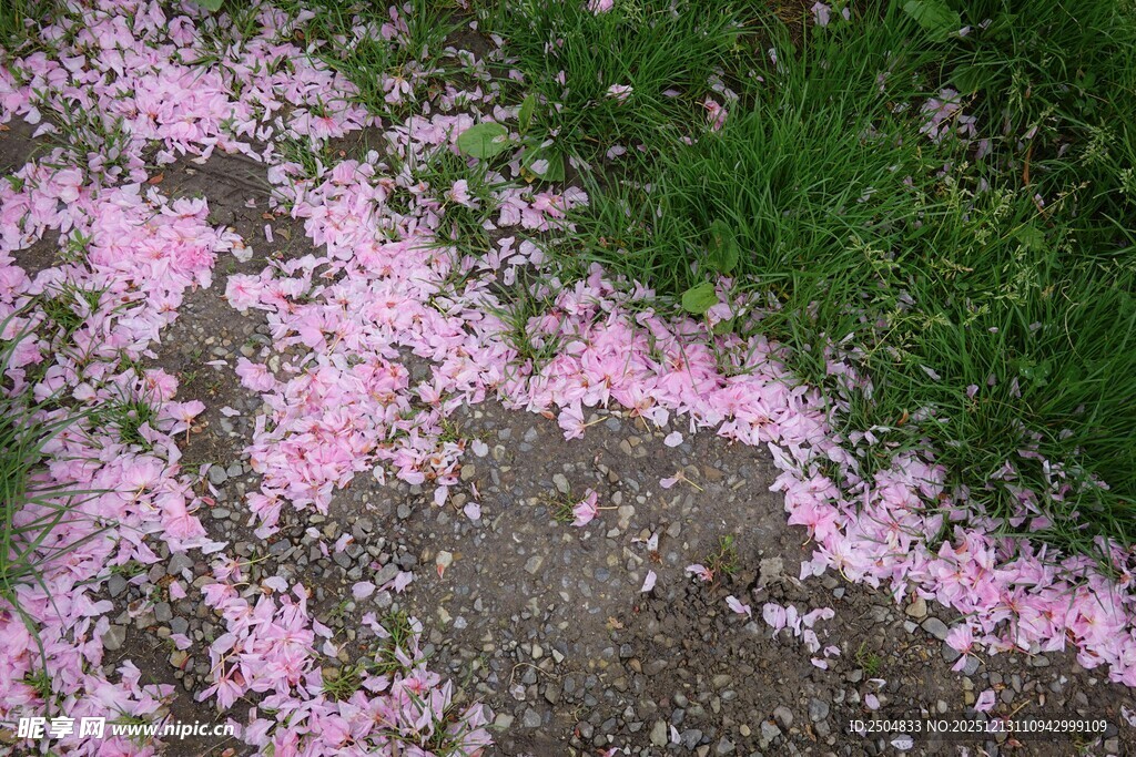 地上散落的粉色樱花花瓣