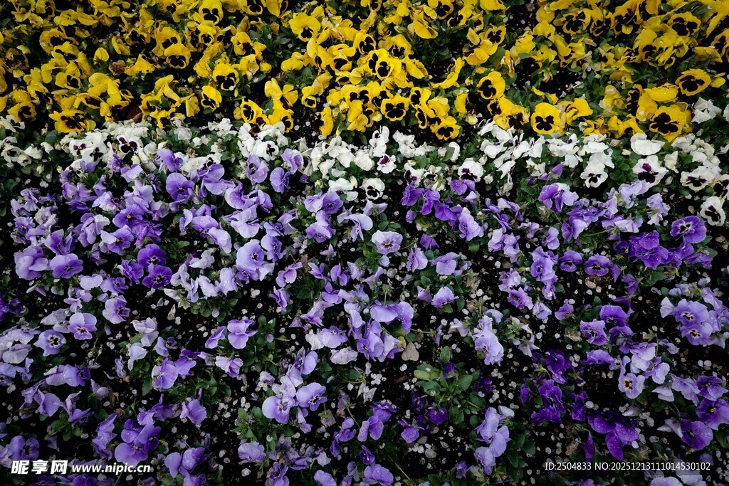 多彩花卉绽放美景