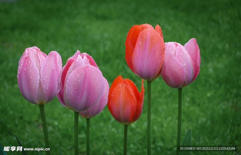 多彩郁金香绽放于绿草地