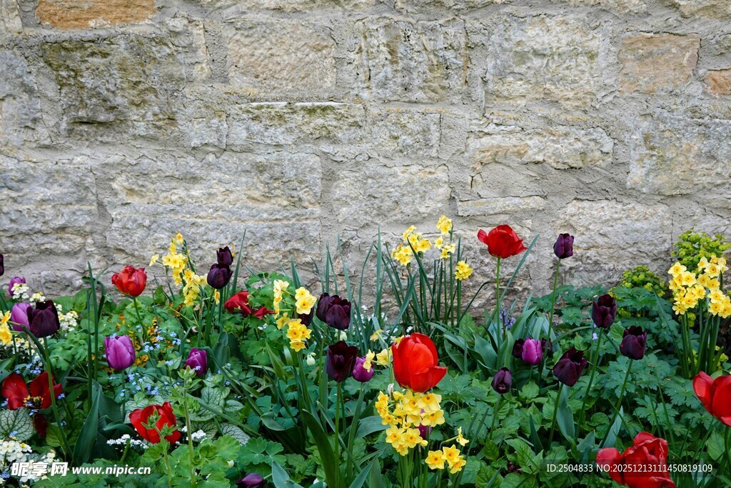 石墙下多彩花卉绽放
