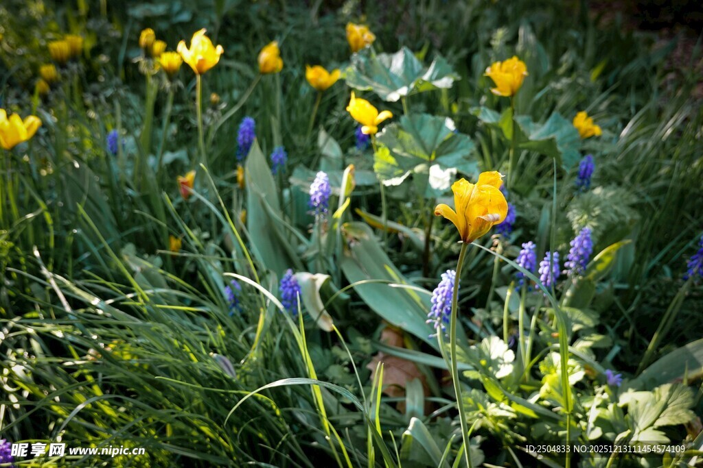 春日草地间的多彩花卉